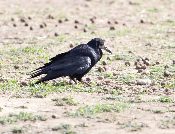 Schwarzer Rabe Auf Die Natur Park Der Natur — Stockfoto