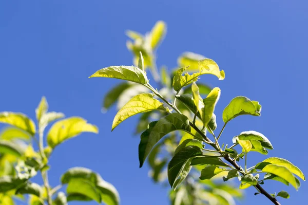 Close Shot Leaves Tree Blue Sky — Stock Photo, Image