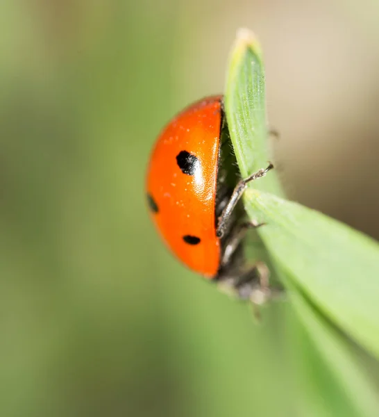 Coccinella Sull Erba Natura Macro Nel Parco Nella Natura — Foto Stock