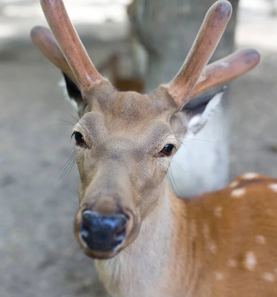 Nahaufnahme Schöner Hirsche Zoo — Stockfoto