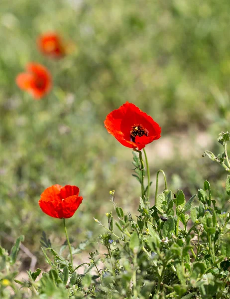 Rote Mohnblume Auf Dem Feld Park Der Natur — Stockfoto