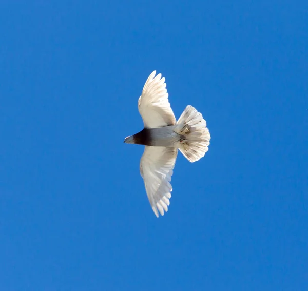 Pombo Voo Contra Céu Azul — Fotografia de Stock