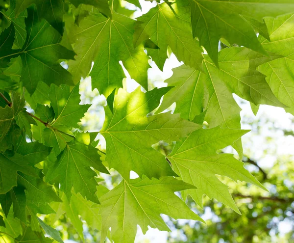 緑のカエデの葉のクローズアップは — ストック写真