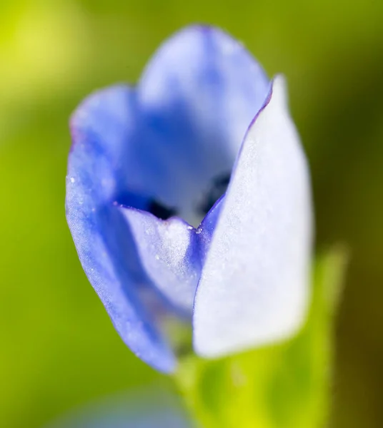 Pequena Flor Azul Natureza Macro Parque Natureza — Fotografia de Stock
