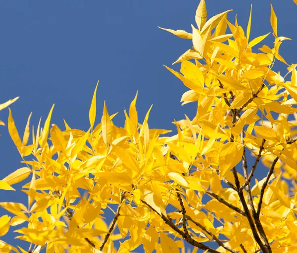 Primer Plano Hojas Amarillas Árbol Contra Cielo Azul — Foto de Stock