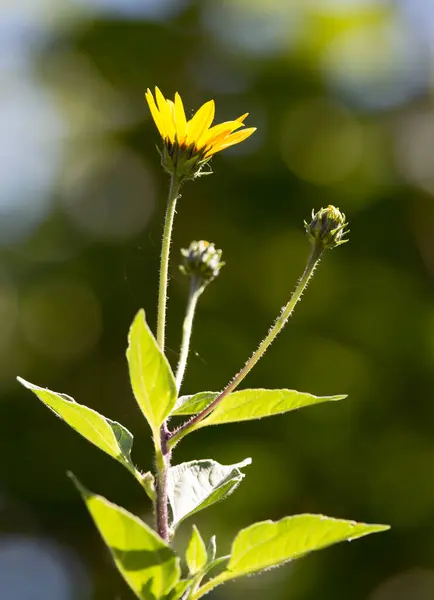 Bellissimo Fiore Giallo Natura Nel Parco Nella Natura — Foto Stock