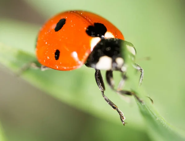Doğada Çimlerin Üzerinde Uğur Böceği Makro Doğadaki Parkta — Stok fotoğraf