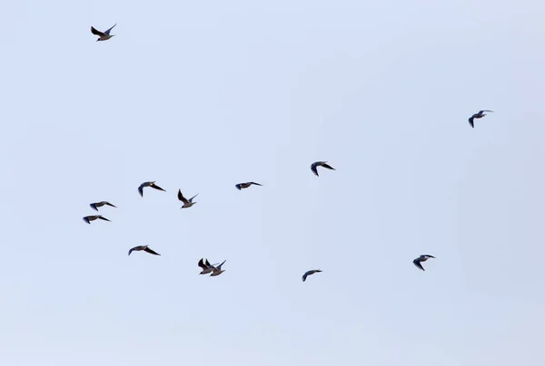 Troupeau Mouettes Dans Ciel — Photo