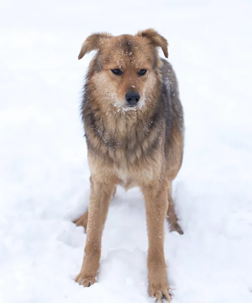 Kutya Portré Szabadban Télen Parkban Természetben — Stock Fotó