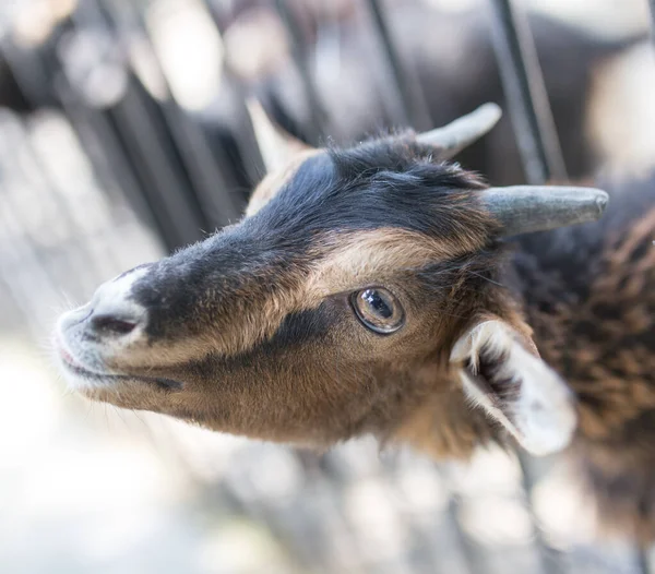 Cabra Atrás Uma Cerca Zoológico Parque Natureza — Fotografia de Stock