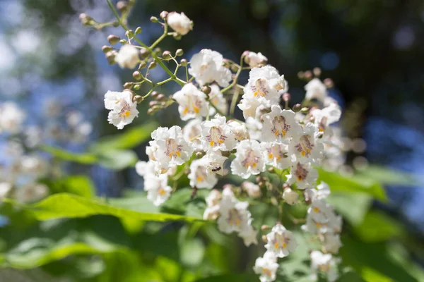 自然の中で木に白い花を咲かせ — ストック写真