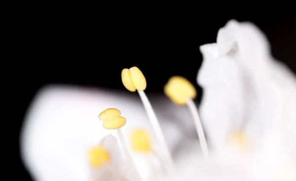 Żółty Pyłek Białym Kwiatku Makro — Zdjęcie stockowe