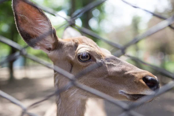 Gros Plan Beaux Cerfs Derrière Clôture Dans Zoo — Photo