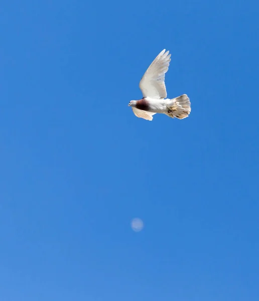 Eine Taube Flug Vor Blauem Himmel — Stockfoto