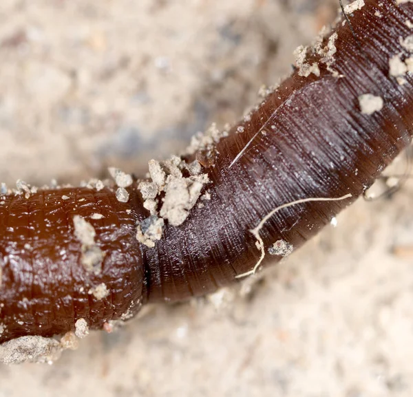 Toter Wurm Auf Dem Boden Makro Park Der Natur — Stockfoto