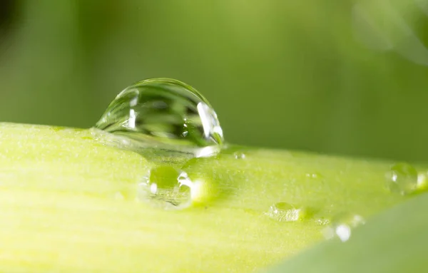 Close Shot Drops Dew Green Grass — Stock Photo, Image