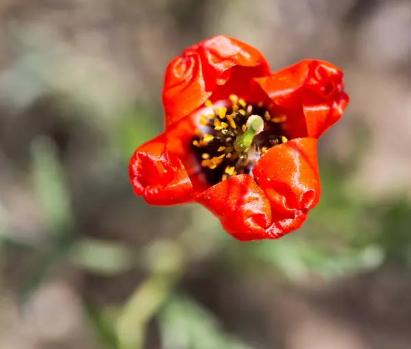 Rote Mohnblume Auf Dem Feld Park Der Natur — Stockfoto