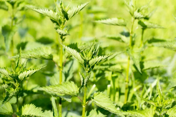 Nässlor Naturen Som Bakgrund Parken Naturen — Stockfoto