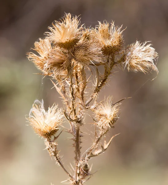 Plante Épineuse Avec Des Aiguilles Dans Nature Dans Parc Dans — Photo