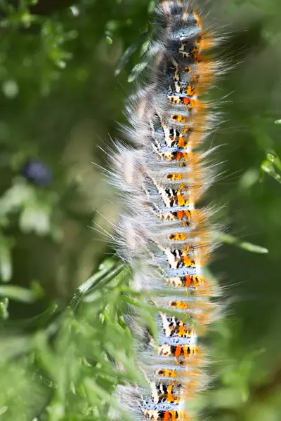 Caterpillar Plant Nature Macro — Stock Photo, Image