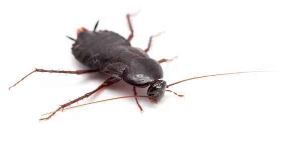 Cockroach White Background — Stock Photo, Image