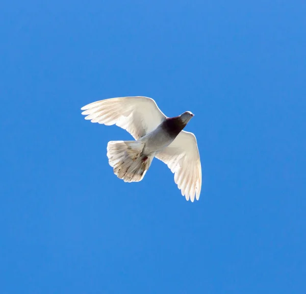 One Pigeon Flight Blue Sky — Stock Photo, Image