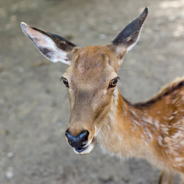 Close Shot Beautiful Deer Zoo — Stock Photo, Image