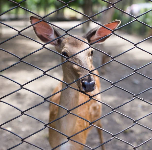 Primer Plano Ciervos Hermosos Detrás Cerca Zoológico —  Fotos de Stock