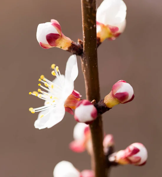 Aprikos Blommor Ett Träd Naturen — Stockfoto