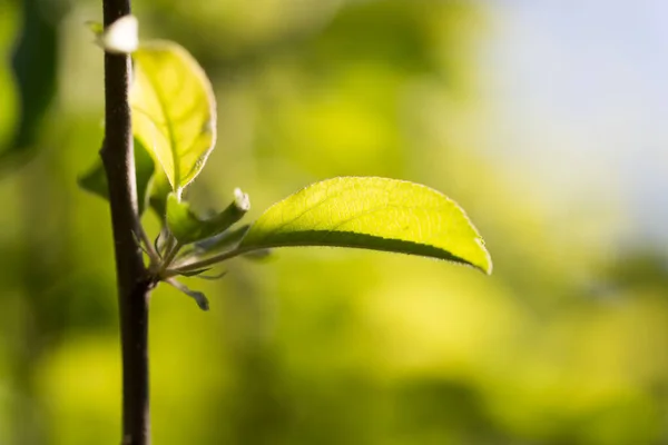 Крупним Планом Знімок Зеленого Листя Дереві Природі — стокове фото