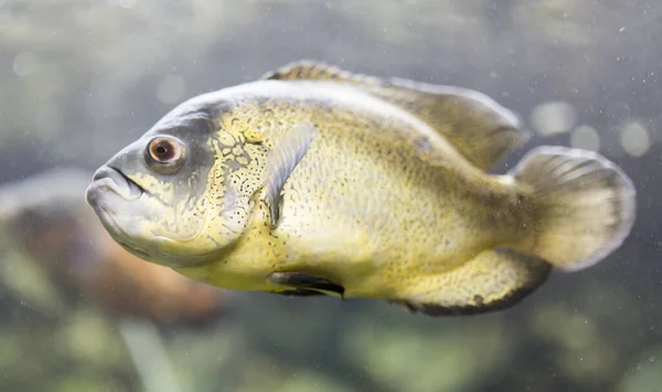 Красива Риба Акваріумі Фотографії Студії — стокове фото