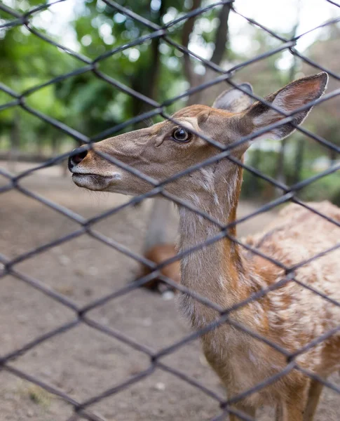 動物園のフェンスの後ろに美しい鹿のクローズアップショット — ストック写真