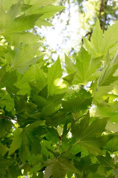 Primo Piano Colpo Foglie Acero Verde Sulla Natura — Foto Stock