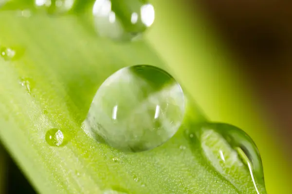 在绿草上滴一滴露水的特写 — 图库照片