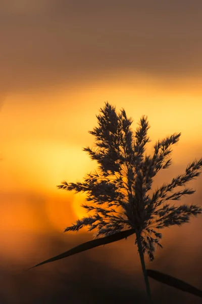 Bulrush Atardecer Parque Naturaleza — Foto de Stock