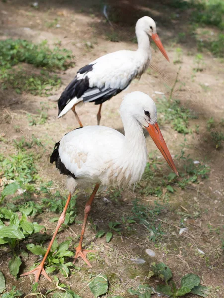 Zwei Schöne Weißstörche Zoo — Stockfoto