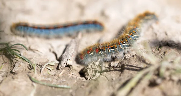 Bruco Terra Nella Natura Primo Piano — Foto Stock