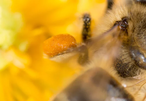 Pyłek Pszczoły Miodnej Łapie Super Makro — Zdjęcie stockowe