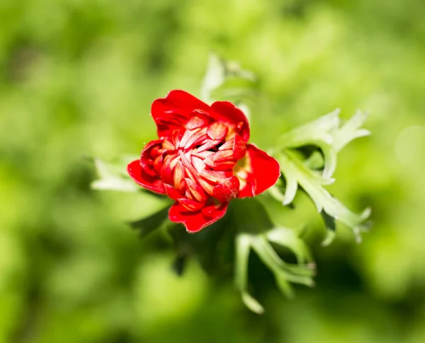 Красива Червона Квітка Природі Парку Природі — стокове фото