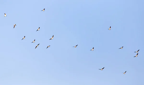 Troupeau Mouettes Contre Ciel Bleu — Photo