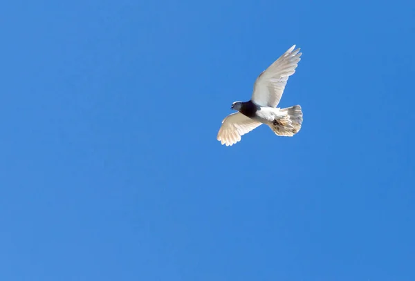 Eine Taube Flug Vor Blauem Himmel — Stockfoto