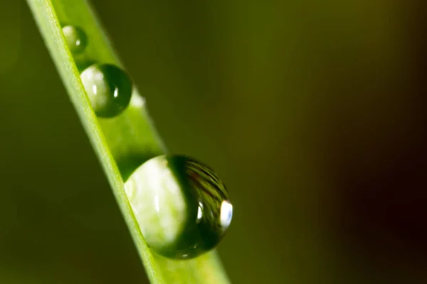 在绿草上滴一滴露水的特写 — 图库照片