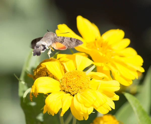 Sphingidae Γνωστή Μέλισσα Hawk Σκώρος Απολαμβάνοντας Νέκταρ Ενός Κίτρινου Λουλουδιού — Φωτογραφία Αρχείου