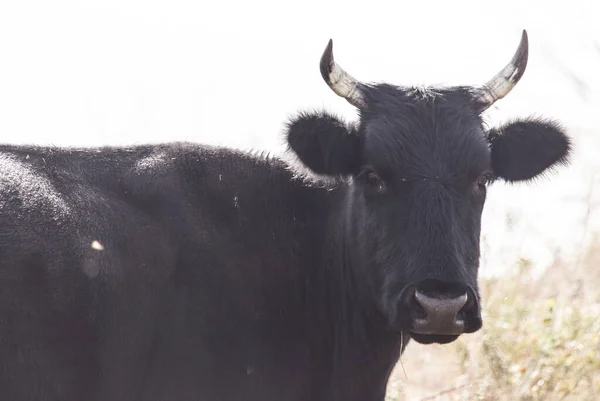 Cow Pasture Nature Park Nature — Stock Photo, Image