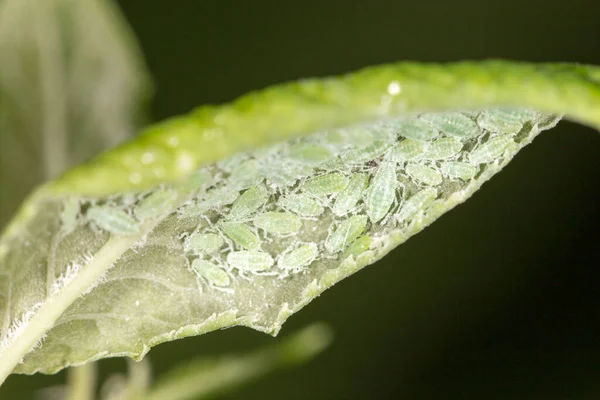 Blattläuse Auf Einem Grünen Blatt Schließen Park Der Natur — Stockfoto