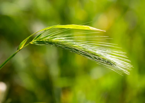 Hierba Verde Con Orejas Naturaleza Parque Naturaleza —  Fotos de Stock