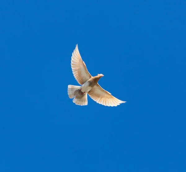 Eine Taube Flug Vor Blauem Himmel — Stockfoto