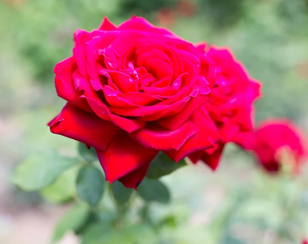 Rosa Roja Parque Sobre Naturaleza —  Fotos de Stock