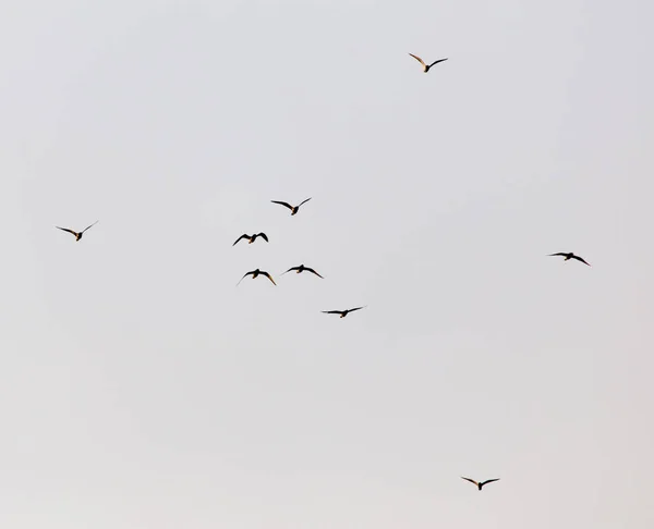 Troupeau Mouettes Dans Ciel Coucher Soleil — Photo