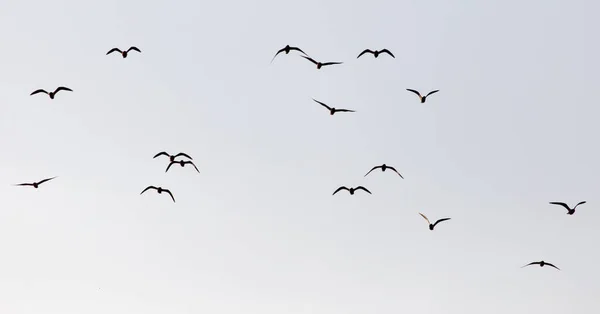 Flock Seagulls Sky Sunset — Stock Photo, Image